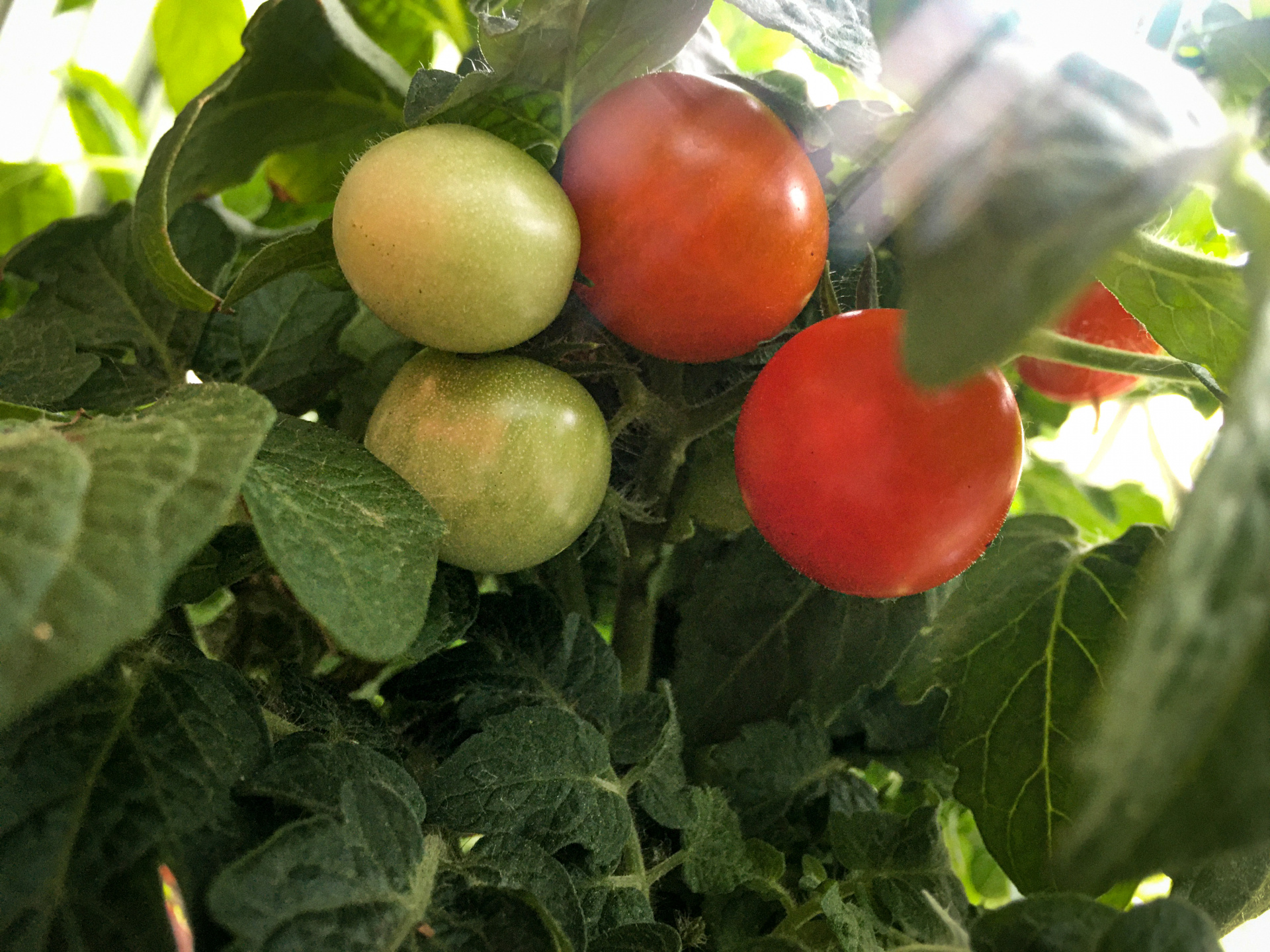 In the Russian Federation, the collection of vegetables in winter greenhouses increased by 6.3%